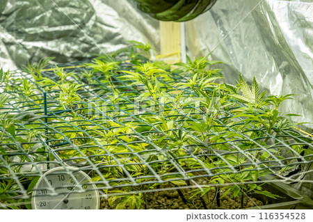 SoG Sea of Green net hemp cultivation technique Growing pot in growtent indoor Vegetative stage marijuana growth Medical 116354528