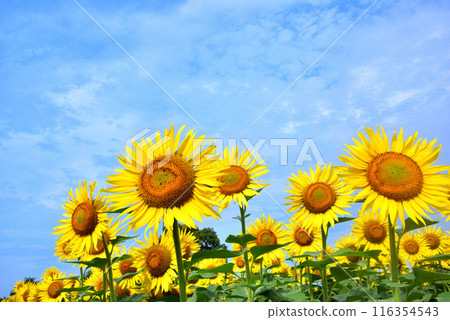 Sunflower in full bloom, summer image Sunflower in full bloom, summer image 116354543