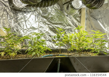 Medical Cannabis Sativa plants growing indoors Lab system legal light drugs medication medicine concept selective focus 116354544