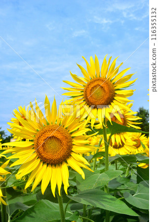 Sunflower in full bloom, summer image Sunflower in full bloom, summer image 116355132