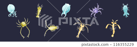 Plankton Diverse Water Organism Free Floating on Dark Background Vector Set 116355229
