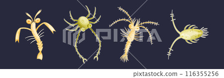 Plankton Diverse Water Organism Free Floating on Dark Background Vector Set 116355256