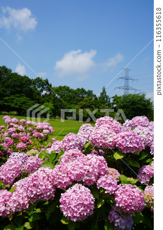 雨季晴天盛開的繡球花2 雨季晴天盛開的繡球花2 116355618