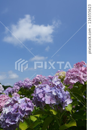雨季晴天開花的繡球花4 雨季晴天開花的繡球花4 116355623
