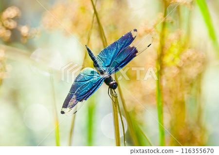 一隻雄性蜻蜓，有著美麗的藍色翅膀 116355670