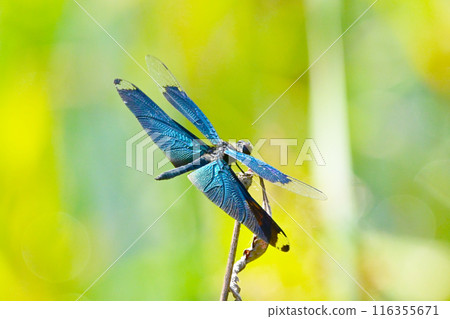 一隻雄性蜻蜓，有著美麗的藍色翅膀 116355671