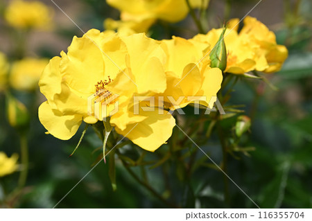 Yellow Simplicity 116355704