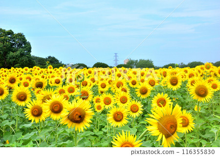 Sunflower in full bloom, summer image 116355830