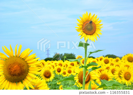 Sunflower in full bloom, summer image 116355831