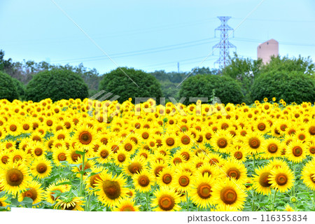 盛開的向日葵,夏天的形象 盛開的向日葵,夏天的形象 116355834