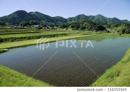 Paddy field after planting, rice seedlings, water surface, blue sky Paddy field after planting, rice seedlings, water surface, blue sky 116355945