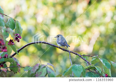 A Japanese bush warbler resting on a branch 116355960