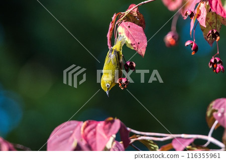 A Japanese white-eye hanging from a branch A Japanese white-eye hanging from a branch 116355961