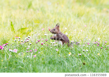 站立在草原的Ezoris 116355989