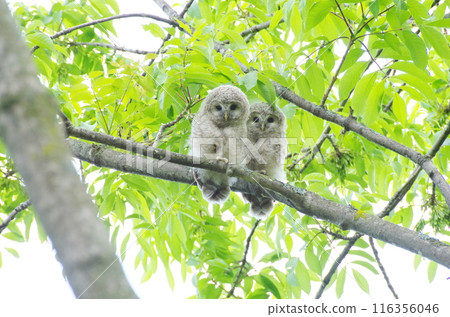 Two young Ezo owls lined up on a branch 116356046