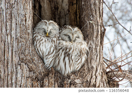 Smiling Ezo Owl Couple 116356048
