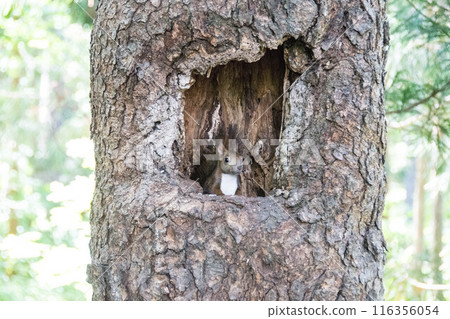 A Hokkaido squirrel peeking out from a tree hole A Hokkaido squirrel peeking out from a tree hole 116356054