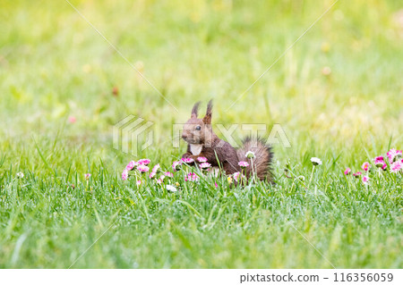 Hokkaido squirrels playing in the grassland 116356059