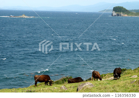 Yobuko, Karatsu City "Suginohara Pasture" on Kabe Island - A view of grazing cows and the blue waters of the Genkai Sea 116356330
