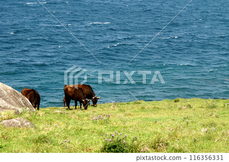 Yobuko, Karatsu City "Suginohara Pasture" on Kabe Island - A view of grazing cows and the blue waters of the Genkai Sea 116356331