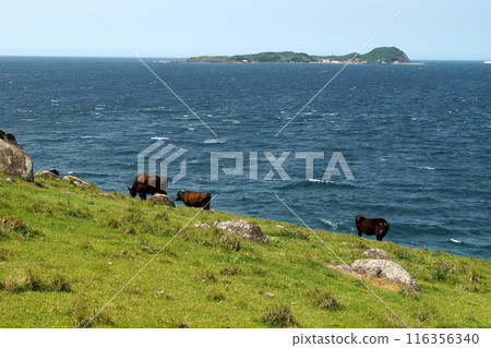 Yobuko, Karatsu City "Suginohara Pasture" on Kabe Island - A view of grazing cows and the blue waters of the Genkai Sea 116356340