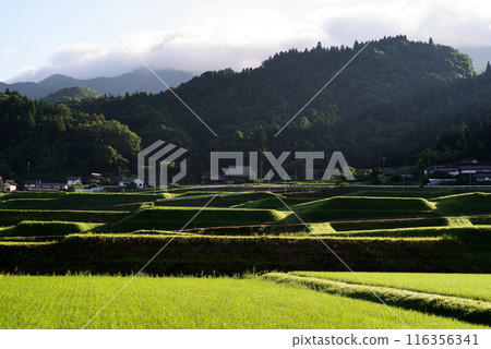 Rural landscape, summer morning, rice field, shining rice leaves, rice terraces, rice terrace shadows 116356341