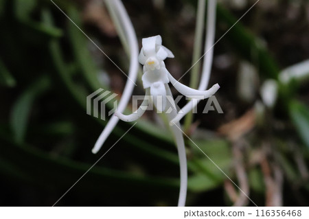 Epiphytic plant, Sympetrum orchid Epiphytic plant, Sympetrum orchid 116356468
