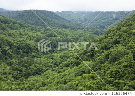 我看著山 116356474