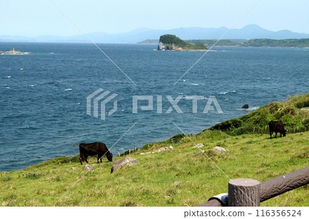 Yobuko, Karatsu City "Suginohara Pasture" on Kabe Island - A view of grazing cows and the blue waters of the Genkai Sea Yobuko, Karatsu City "Suginohara Pasture" on Kabe Island - A view of grazing cows and the blue waters of the Genkai Sea 116356524
