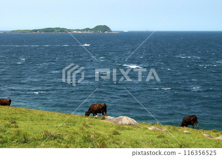 Yobuko, Karatsu City "Suginohara Pasture" on Kabe Island - A view of grazing cows and the blue waters of the Genkai Sea Yobuko, Karatsu City "Suginohara Pasture" on Kabe Island - A view of grazing cows and the blue waters of the Genkai Sea 116356525