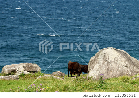 Yobuko, Karatsu City "Suginohara Pasture" on Kabe Island - A view of grazing cows and the blue waters of the Genkai Sea 116356531
