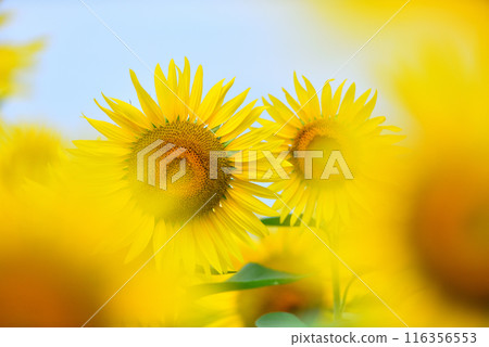 Sunflower in full bloom, summer image Sunflower in full bloom, summer image 116356553
