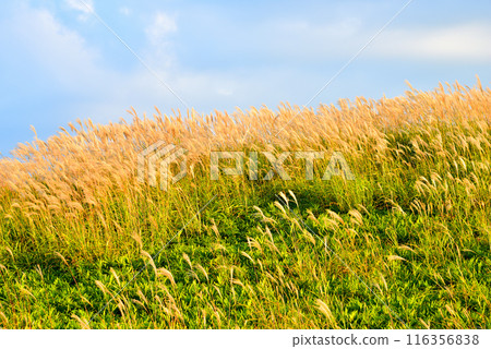 【奈良郡】秋天的葛城高原,黃昏的蒲葦 【奈良郡】秋天的葛城高原,黃昏的蒲葦 116356838