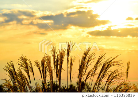 【奈良郡】秋天的葛城高原，黃昏的蒲葦 116356839