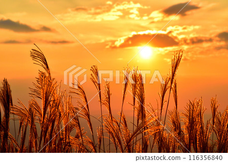 【奈良郡】秋天的葛城高原，蒲葦的穗子被夕陽染紅 116356840