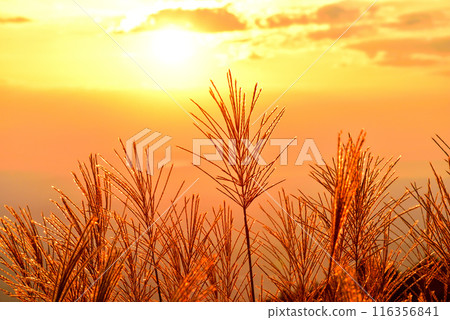 <Nara Prefecture> Katsuragi Plateau in autumn: Ears of silver grass dyed red by the setting sun <Nara Prefecture> Katsuragi Plateau in autumn: Ears of silver grass dyed red by the setting sun 116356841