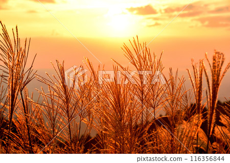 <Nara Prefecture> Katsuragi Plateau in autumn: Ears of silver grass dyed red by the setting sun <Nara Prefecture> Katsuragi Plateau in autumn: Ears of silver grass dyed red by the setting sun 116356844