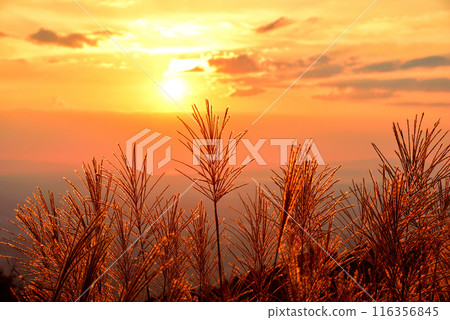 <Nara Prefecture> Katsuragi Plateau in autumn: Ears of silver grass dyed red by the setting sun 116356845