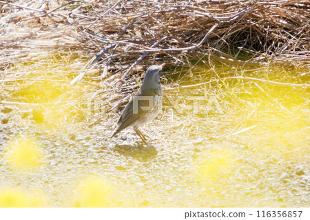 A cute and rare stray bird, Fieldfare (Family: Muscicapidae), in a rapeseed field. On the Tone River riverbed, Gunma Prefecture, Japan. A cute and rare stray bird, Fieldfare (Family: Muscicapidae), in a rapeseed field. On the Tone River riverbed, Gunma Prefecture, Japan. 116356857