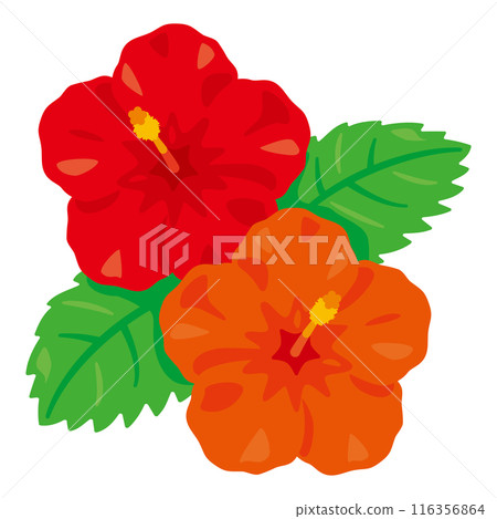 hibiscus 116356864