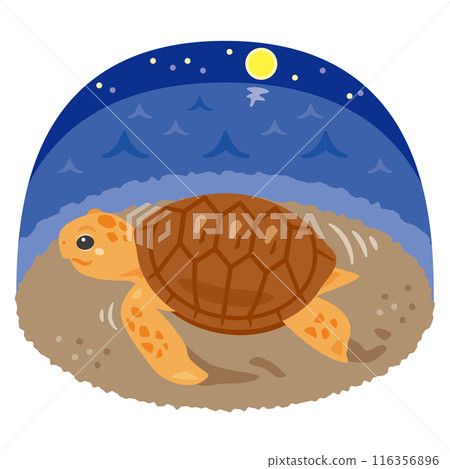Sea turtle walking on the beach at night 116356896