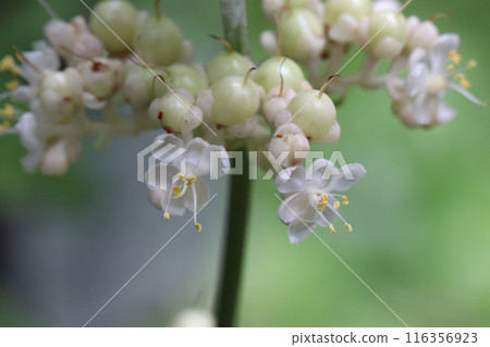 樹蔭下綻放的Yabumyoga 116356923