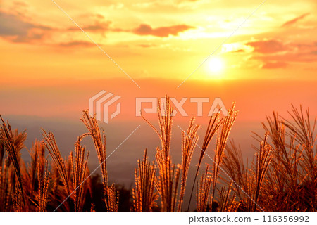 <Nara Prefecture> Katsuragi Plateau in autumn: Ears of silver grass dyed red by the setting sun 116356992