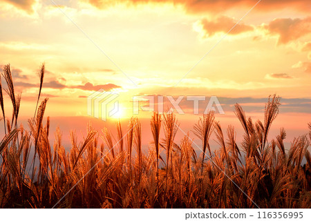 【奈良郡】秋天的葛城高原，蒲葦的穗子被夕陽染紅 116356995