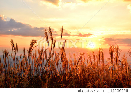 <Nara Prefecture> Katsuragi Plateau in autumn: Ears of silver grass dyed red by the setting sun 116356996