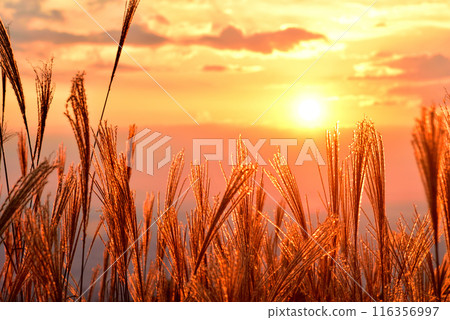 <Nara Prefecture> Katsuragi Plateau in autumn: Ears of silver grass dyed red by the setting sun <Nara Prefecture> Katsuragi Plateau in autumn: Ears of silver grass dyed red by the setting sun 116356997