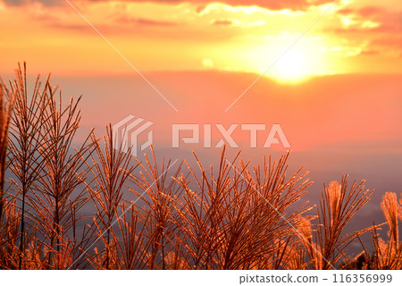 <Nara Prefecture> Katsuragi Plateau in autumn: Ears of silver grass dyed red by the setting sun 116356999