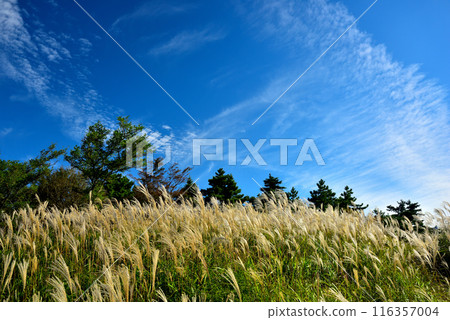 【奈良郡】秋天的葛城高原，一叢叢蒲葦 116357004