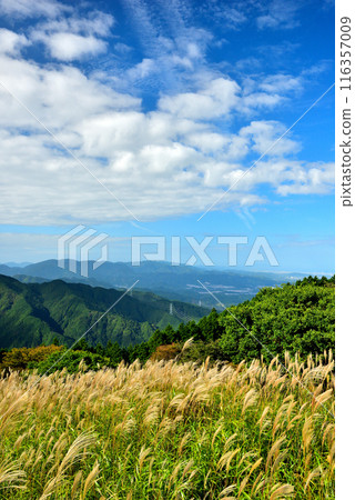<Nara Prefecture> Autumn in Katsuragi Plateau: Japanese silver grass clusters 116357009