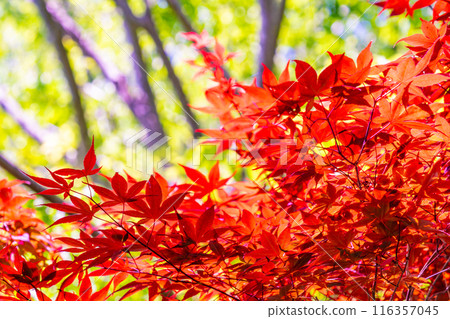 自然意象：生動的秋葉 116357045